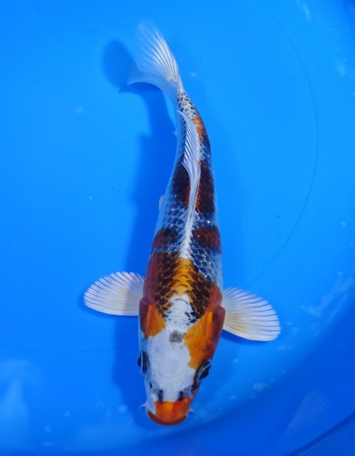 錦屋養鯉場 　クジャク黄金　20cm　 錦鯉販売　通信販売　錦屋養鯉場