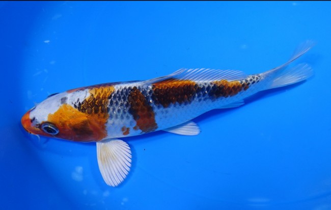 錦屋養鯉場 　クジャク黄金　20cm　 錦鯉販売　通信販売　錦屋養鯉場