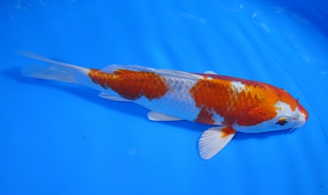 錦屋養鯉場 　クジャク黄金　20cm　 錦鯉販売　通信販売　錦屋養鯉場