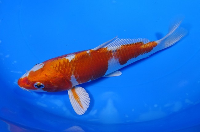 錦屋養鯉場 　クジャク黄金　20cm　 錦鯉販売　通信販売　錦屋養鯉場