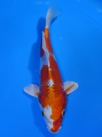  　クジャク黄金　19cm　