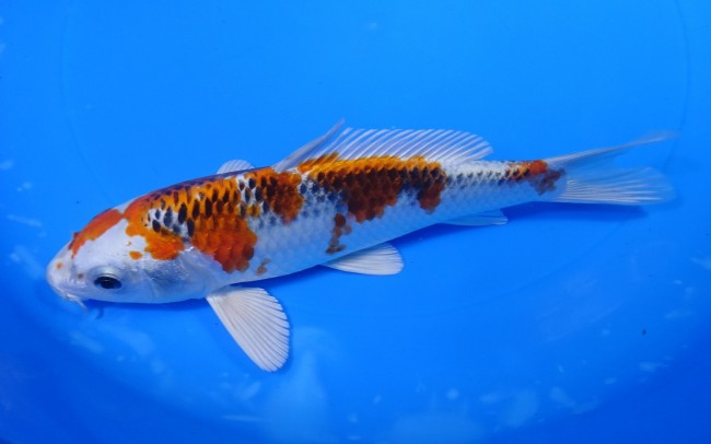 錦屋養鯉場 　クジャク黄金　20cm　 錦鯉販売　通信販売　錦屋養鯉場