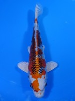  　クジャク黄金　20cm　 