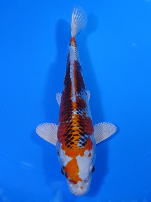 錦屋養鯉場 　クジャク黄金　20cm　 錦鯉販売　通信販売　錦屋養鯉場