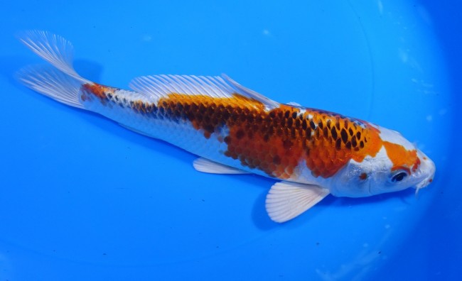 錦屋養鯉場 　クジャク黄金　20cm　 錦鯉販売　通信販売　錦屋養鯉場