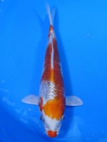 　クジャク黄金　20cm　 