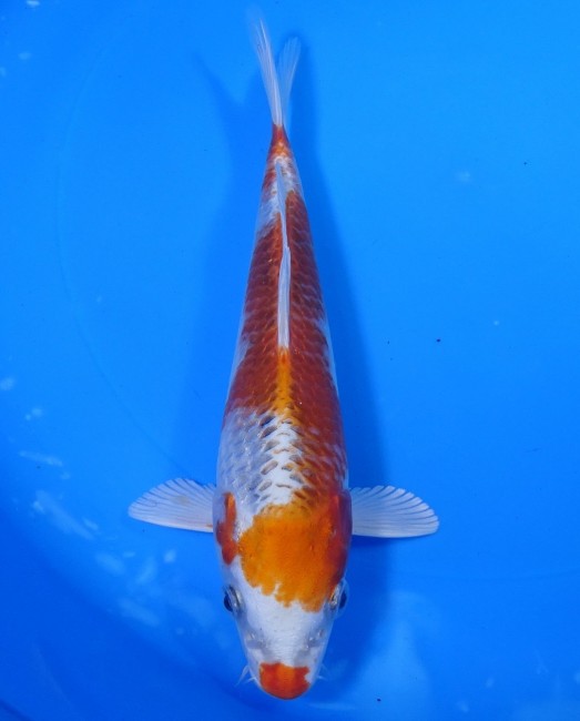 錦屋養鯉場 　クジャク黄金　20cm　 錦鯉販売　通信販売　錦屋養鯉場