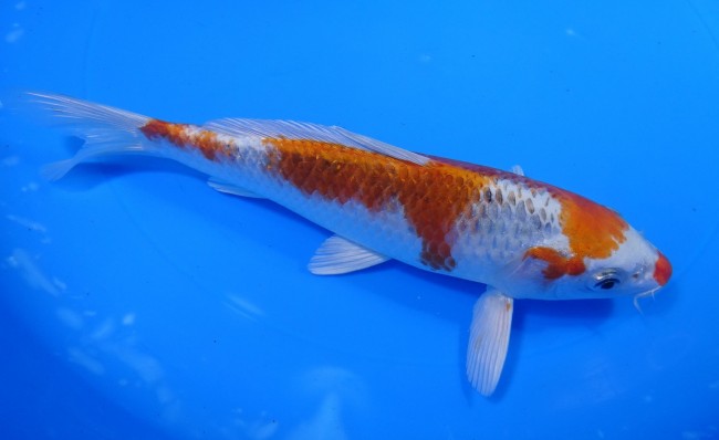 錦屋養鯉場 　クジャク黄金　20cm　 錦鯉販売　通信販売　錦屋養鯉場