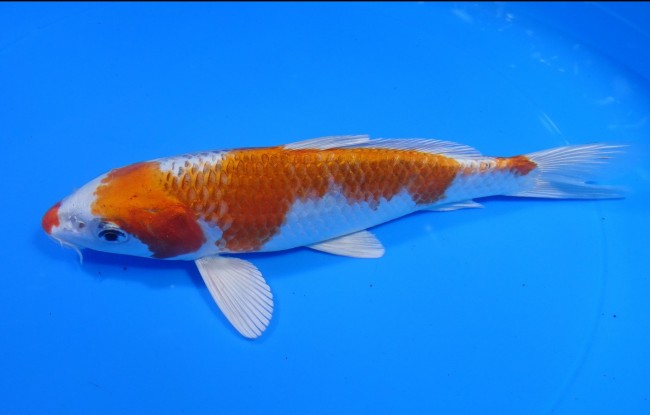 錦屋養鯉場 　クジャク黄金　20cm　 錦鯉販売　通信販売　錦屋養鯉場