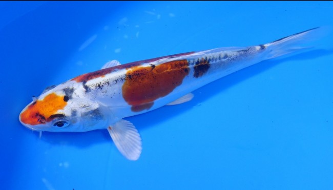 錦屋養鯉場 　平成錦　18cm　 錦鯉販売　通信販売　錦屋養鯉場