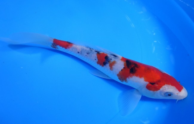 錦屋養鯉場 　大正三色　20cm　 錦鯉販売　通信販売　錦屋養鯉場