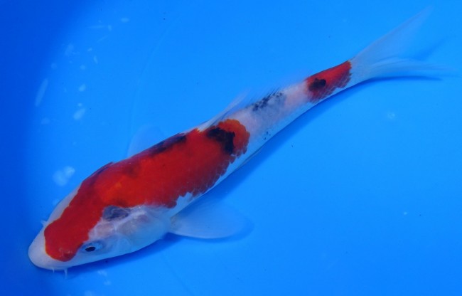 錦屋養鯉場 　大正三色　20cm　 錦鯉販売　通信販売　錦屋養鯉場