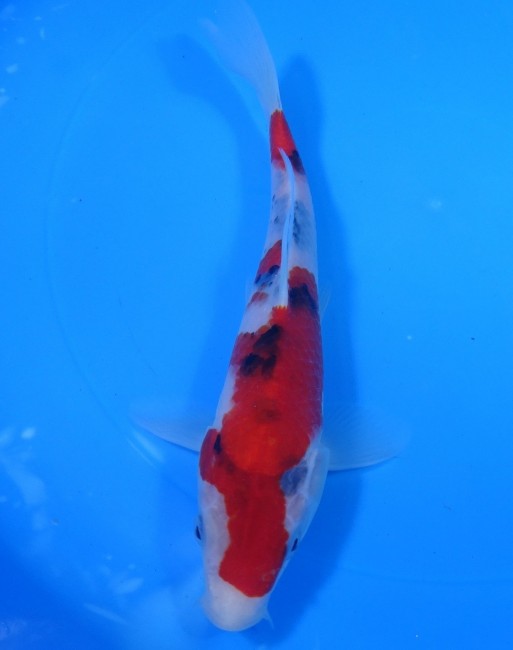 錦屋養鯉場 　大正三色　20cm　 錦鯉販売　通信販売　錦屋養鯉場