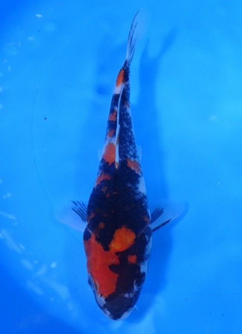 錦屋養鯉場 　昭和三色　20cm　 錦鯉 金魚 販売　通信販売　錦屋養鯉場