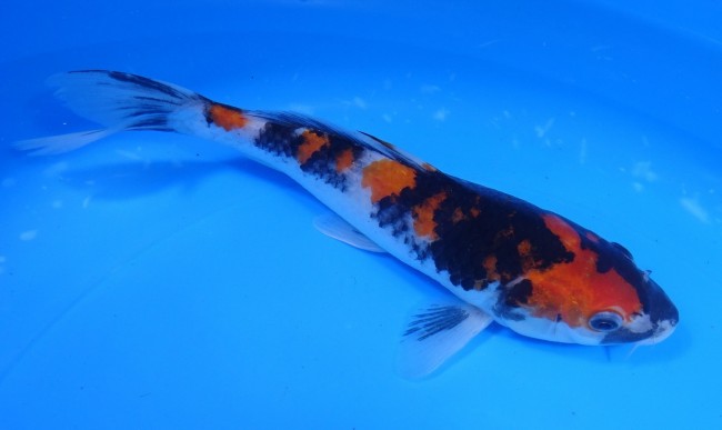 錦屋養鯉場 　昭和三色　20cm　 錦鯉 金魚 販売　通信販売　錦屋養鯉場