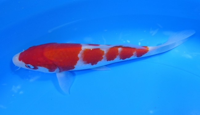 錦屋養鯉場 　紅白　20cm　 錦鯉販売　通信販売　錦屋養鯉場