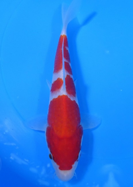 錦屋養鯉場 　紅白　20cm　 錦鯉販売　通信販売　錦屋養鯉場