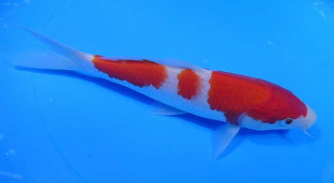 錦屋養鯉場 　紅白　20cm　 錦鯉販売　通信販売　錦屋養鯉場