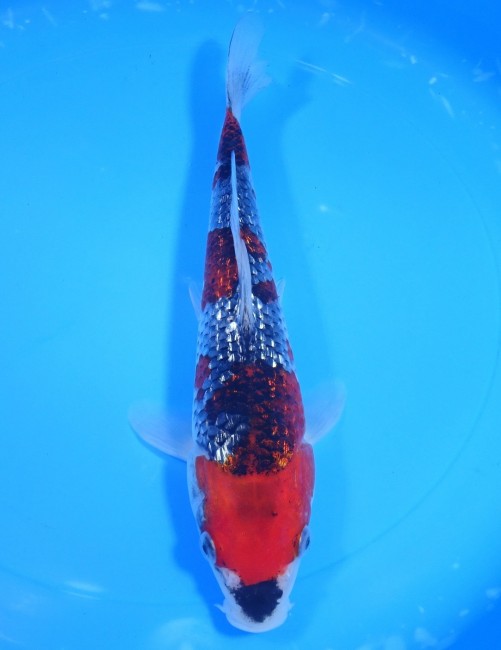 錦屋養鯉場　くさび銀鱗五色　24cm　錦鯉販売　通信販売　錦鯉養鯉場