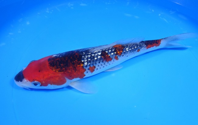 錦屋養鯉場　くさび銀鱗五色　24cm　錦鯉販売　通信販売　錦鯉養鯉場