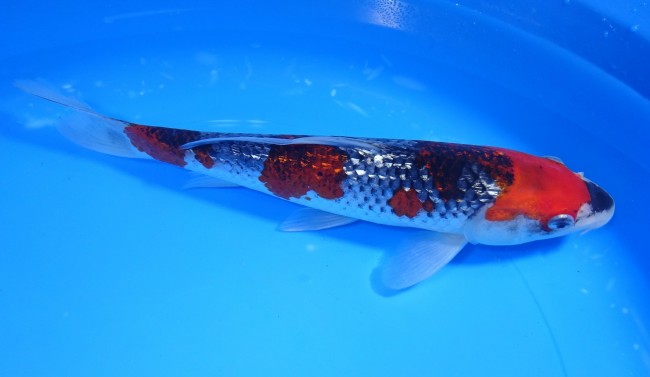 錦屋養鯉場　くさび銀鱗五色　24cm　錦鯉販売　通信販売　錦鯉養鯉場