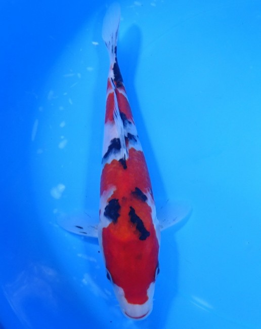 錦屋養鯉場 　大正三色　21cm　 錦鯉販売　通信販売　錦屋養鯉場