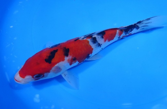 錦屋養鯉場 　大正三色　21cm　 錦鯉販売　通信販売　錦屋養鯉場