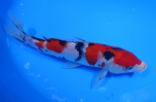 錦屋養鯉場 　大正三色　21cm　 錦鯉販売　通信販売　錦屋養鯉場