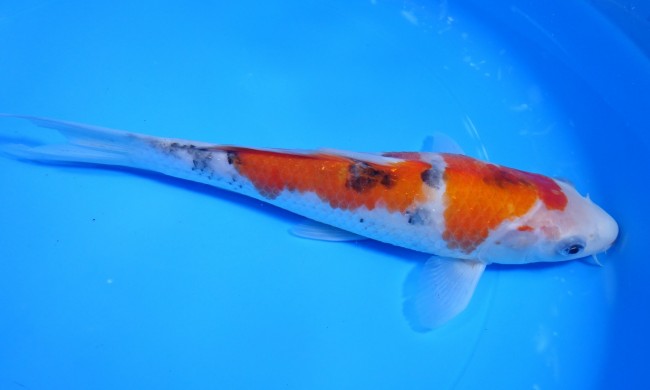 錦屋養鯉場 　大正三色　23cm　 錦鯉販売　通信販売　錦屋養鯉場