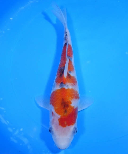 錦屋養鯉場 　大正三色　23cm　 錦鯉販売　通信販売　錦屋養鯉場