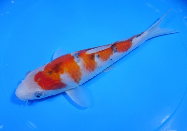 錦屋養鯉場 　大正三色　23cm　 錦鯉販売　通信販売　錦屋養鯉場