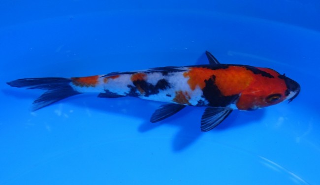 錦屋養鯉場 　昭和三色　16cm　 錦鯉 金魚 販売　通信販売　錦屋養鯉場