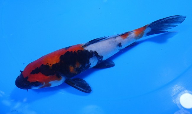 錦屋養鯉場 　昭和三色　16cm　 錦鯉 金魚 販売　通信販売　錦屋養鯉場