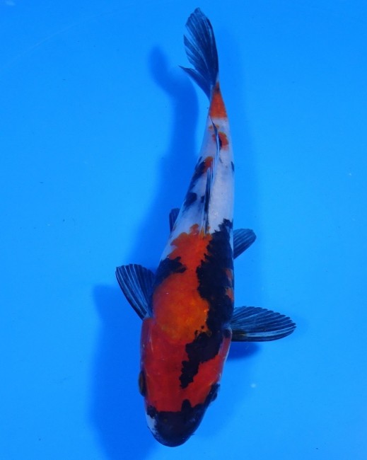 錦屋養鯉場 　昭和三色　16cm　 錦鯉 金魚 販売　通信販売　錦屋養鯉場