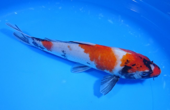 錦屋養鯉場 　昭和三色　23cm　 錦鯉 金魚 販売　通信販売　錦屋養鯉場
