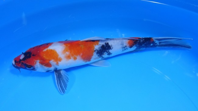 錦屋養鯉場 　昭和三色　23cm　 錦鯉 金魚 販売　通信販売　錦屋養鯉場
