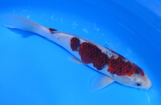 春雷 23cm 錦屋養鯉場 春雷 23cm 錦鯉販売 通信販売 錦屋養鯉場