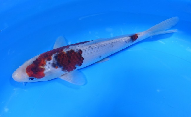 春雷 23cm 錦屋養鯉場 春雷 23cm 錦鯉販売 通信販売 錦屋養鯉場