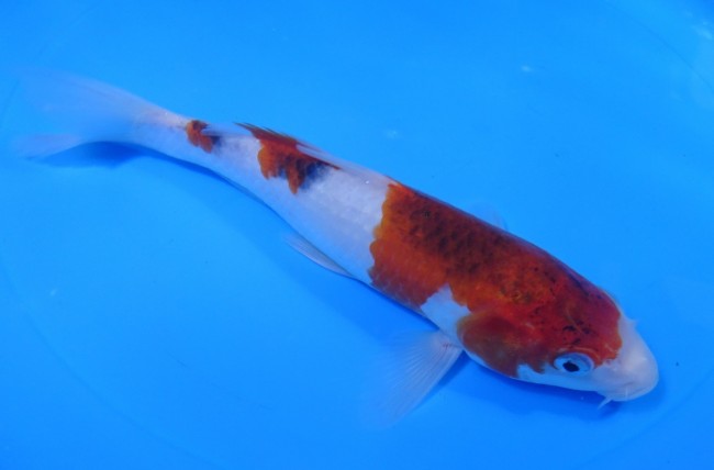 ぶどう衣 20cm 錦屋養鯉場 ぶどう衣 20cm 錦鯉販売 通信販売 錦屋養鯉場