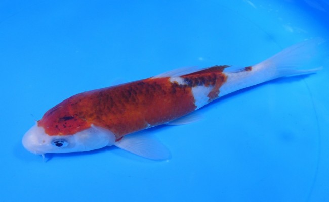 ぶどう衣 20cm 錦屋養鯉場 ぶどう衣 20cm 錦鯉販売 通信販売 錦屋養鯉場