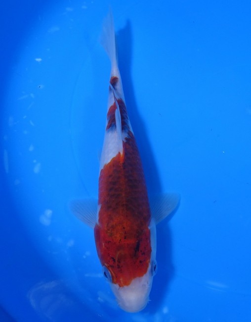 ぶどう衣 20cm 錦屋養鯉場 ぶどう衣 20cm 錦鯉販売 通信販売 錦屋養鯉場