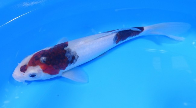 ぶどう衣 23cm 錦屋養鯉場 ぶどう衣 23cm 錦鯉販売 通信販売 錦屋養鯉場