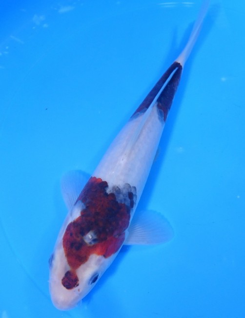 ぶどう衣 23cm 錦屋養鯉場 ぶどう衣 23cm 錦鯉販売 通信販売 錦屋養鯉場