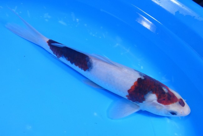 ぶどう衣 23cm 錦屋養鯉場 ぶどう衣 23cm 錦鯉販売 通信販売 錦屋養鯉場