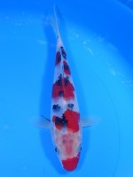  　口紅   大正三色　21cm　 