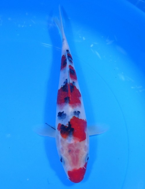 口紅 大正三色 21cm 錦屋養鯉場 口紅大正三色 21cm 錦鯉販売 通信販売 錦屋養鯉場