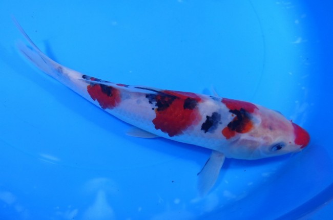 口紅 大正三色 21cm 錦屋養鯉場 口紅大正三色 21cm 錦鯉販売 通信販売 錦屋養鯉場