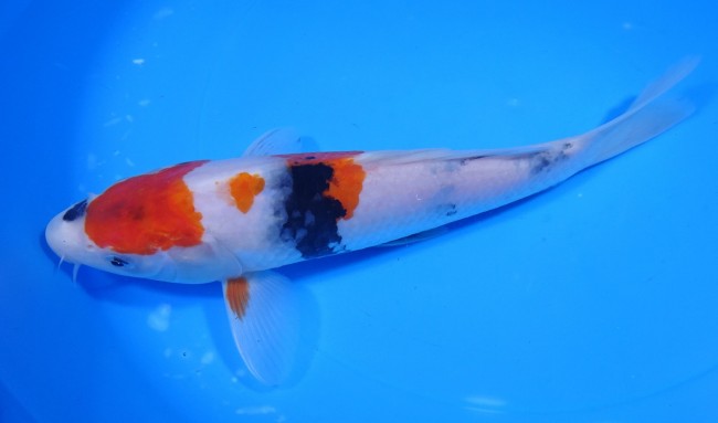 昭和三色 23cm 錦屋養鯉場 昭和三色 23cm 錦鯉 金魚 販売 通信販売 錦屋養鯉場