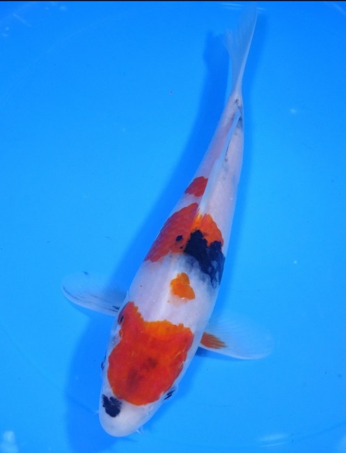 昭和三色 23cm 錦屋養鯉場 昭和三色 23cm 錦鯉 金魚 販売 通信販売 錦屋養鯉場