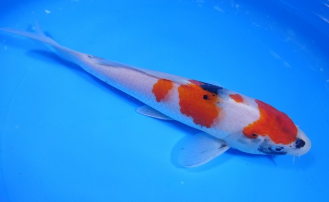 昭和三色 23cm 錦屋養鯉場 昭和三色 23cm 錦鯉 金魚 販売 通信販売 錦屋養鯉場